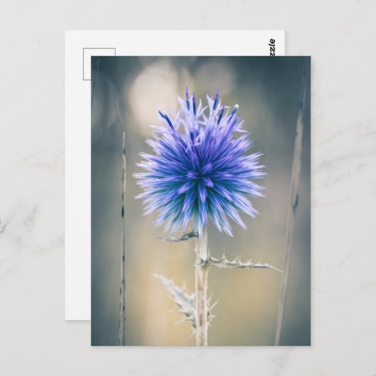 Carte Chardon bleu (Devant / Derrière)