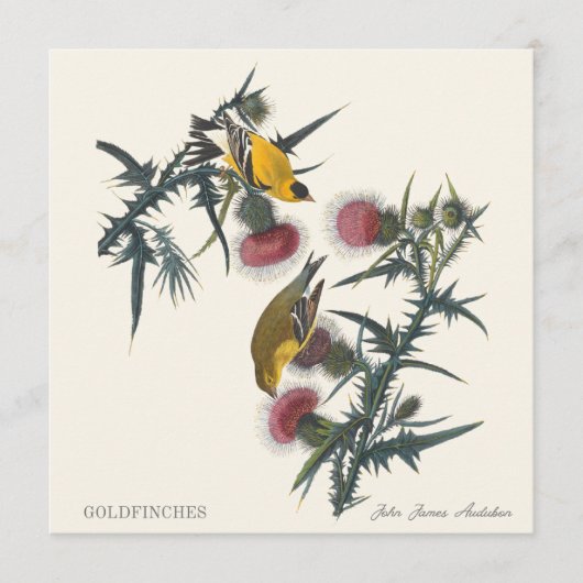 Carte Chardonnerets de John James Audubon (Devant)