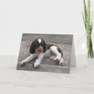 Carte Charlie Le Springer !