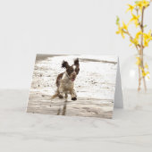 Carte Charlie Le Springer ! (Fleur jaune)