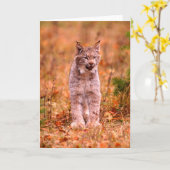 Carte Chasse Bobcat | Forêt d'automne (Fleur jaune)