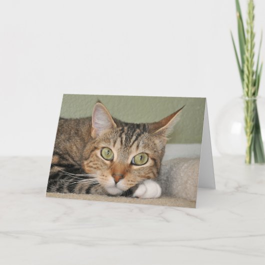 Carte Chat (Devant)