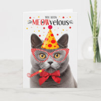 Chat à air court britannique gris MEOWvelous Anniv