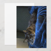 Carte Chat à Coon Maine Maine, mignonne et drôle (Devant / Derrière)