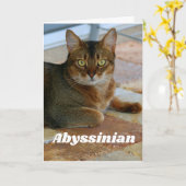 Carte Chat abyssinien (Fleur jaune)