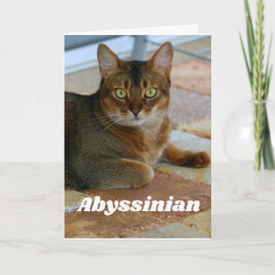 Carte Chat abyssinien