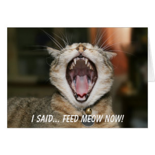 Carte Chat - Alimentez-moi maintenant!