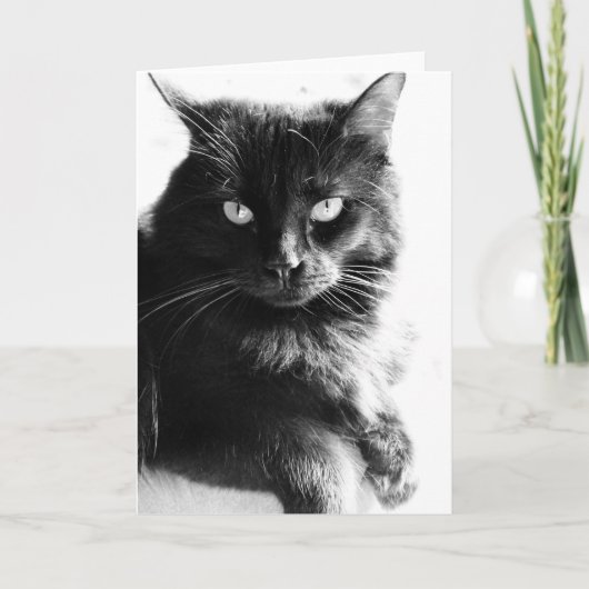 Carte Chat assez noir noir et blanc de photo, notes (Devant)