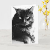 Carte Chat assez noir noir et blanc de photo, notes (Fleur jaune)