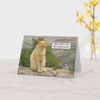 CHAT ASSIS SUR UN ROCHER,  YEUX FERMÉS, HUMOUR, AM