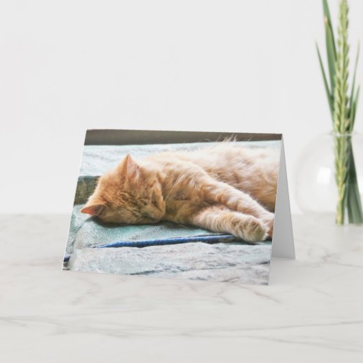 Carte Chat au gingembre Longhé (Devant)