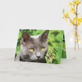 Carte Chat au soleil (Fleur jaune)