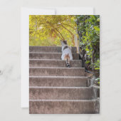 Carte Chat aux aguets (Devant)