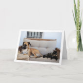 Carte Chat avec chien sur banc (Devant)