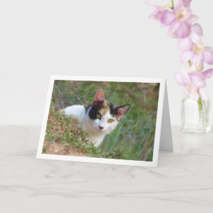 Carte Chat avec Motif Calico