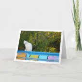 Carte Chat blanc à la piscine (Devant)