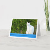 Carte Chat blanc à l'arbre de grenade (Devant)