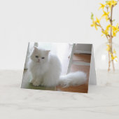 Carte Chat blanc : Feu Anniversaire (Fleur jaune)