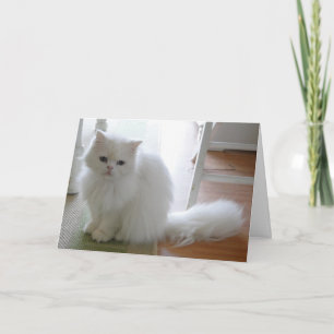 Carte Chat blanc : Feu Anniversaire