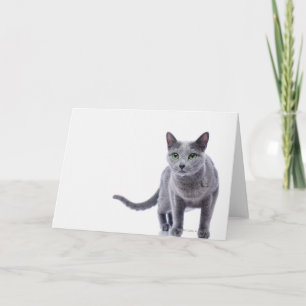 Carte Chat bleu russe