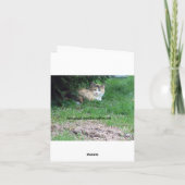Carte Chat, bonbon un, anniversaire (Dos)