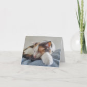 Carte Chat Calico (Devant)