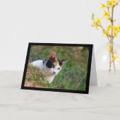 Carte Chat calico à l'affût (Fleur jaune)