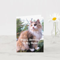 Chat Calico Anniversaire Soeur
