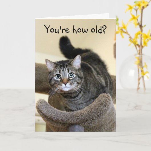 Carte Chat Chocs Voeux d'anniversaire (Fleur jaune)