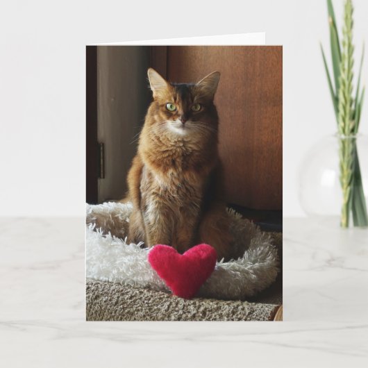 Carte Chat coeur Chat Somali Saint-Valentin  (Devant)