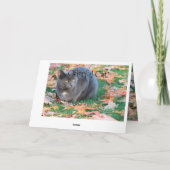 Carte Chat colorée (Dos)