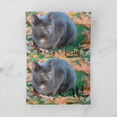 Carte Chat colorée (Intérieur)