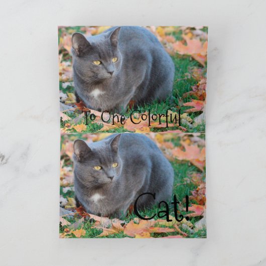 Carte Chat colorée (Intérieur)