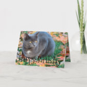 Carte Chat colorée (Devant)