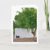 Carte Chat dans le portrait de jardin (Devant)