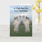 Carte Chat de calicot hauts cinq (Fleur jaune)