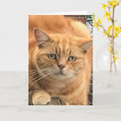 Carte Chat de gingembre grincheux (Fleur jaune)