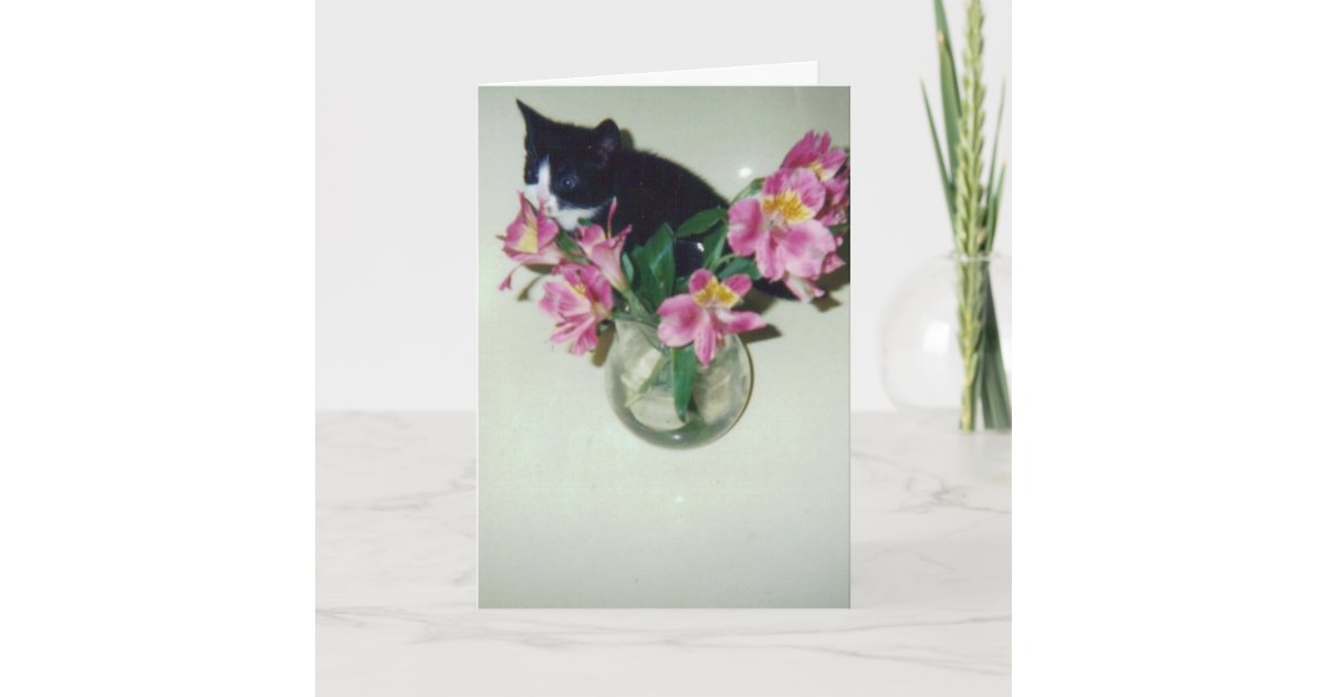 Carte Chat De Joyeux Anniversaire Avec Des Fleurs Dans Zazzle Be