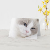 Carte Chat de Ragdoll (Fleur jaune)