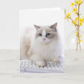 Carte Chat de Ragdoll sur le clavier d'ordinateur (Fleur jaune)