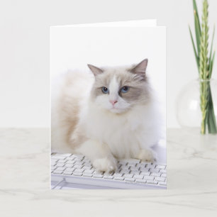Carte Chat de Ragdoll sur le clavier d'ordinateur