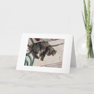 Carte Chat de Sun