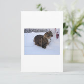 Carte chat des forêts norvégiennes dans la neige (Debout devant)