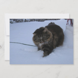 Carte chat des forêts norvégiennes tabby marron dans la 