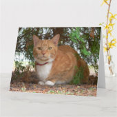 Carte Chat domestique orange gingembre tabby (Fleur jaune)