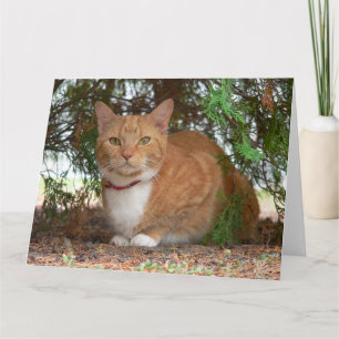 Carte Chat domestique orange gingembre tabby