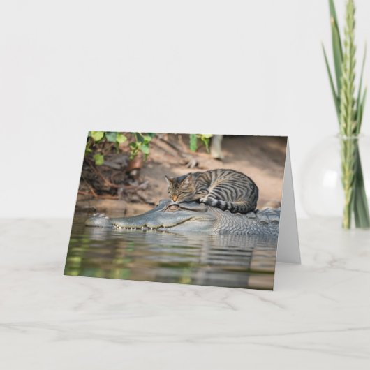 Carte Chat drôle de nap sur alligator (Devant)