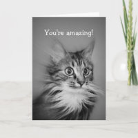Chat Étonné Avec Ruff Cou Joyeux Anniversaire