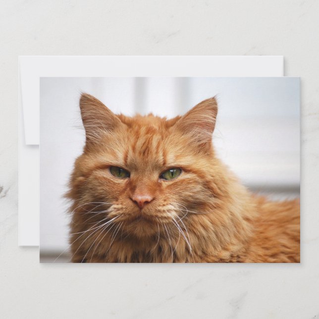 Carte Chat forestier norvégien (Devant)