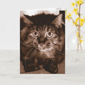 Carte Chat fou (Fleur jaune)